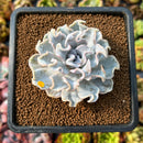 newplants9.jpeg