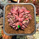 newplanty102.jpeg