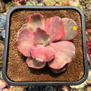 newplanty106.jpeg