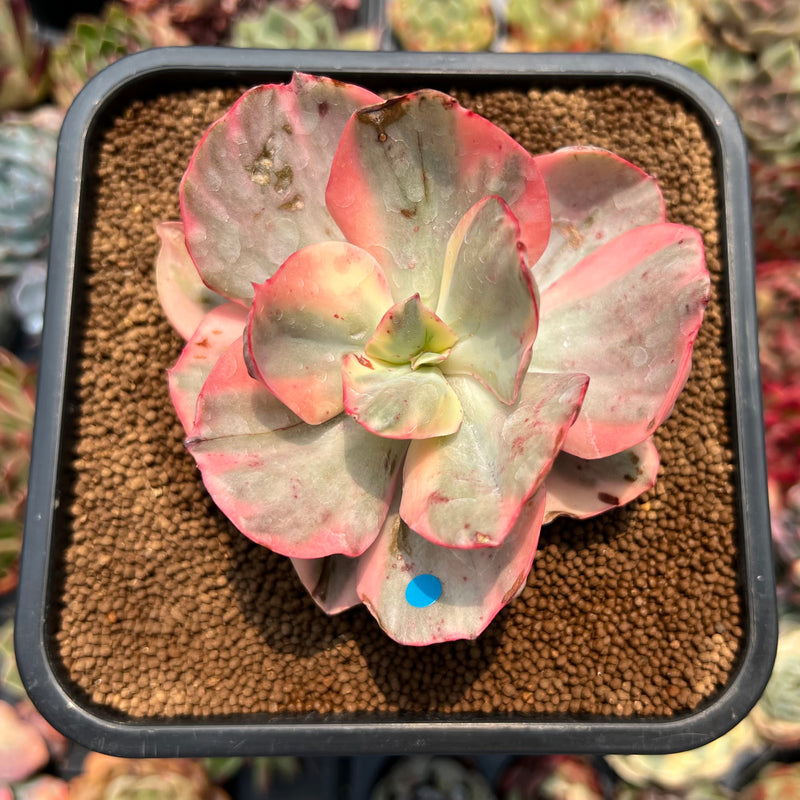 cabbage leaf succulent Echeveria 'Cabbage' Variegated 3" Succulent Plant