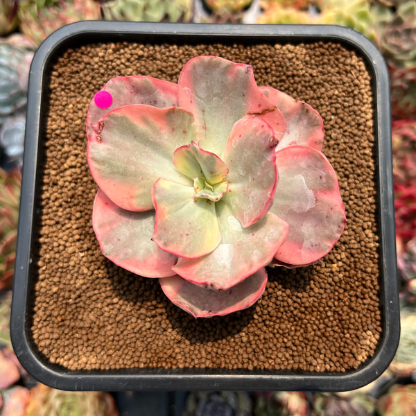Echeveria 'Cabbage' Variegated 3