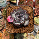 newplanty118.jpeg