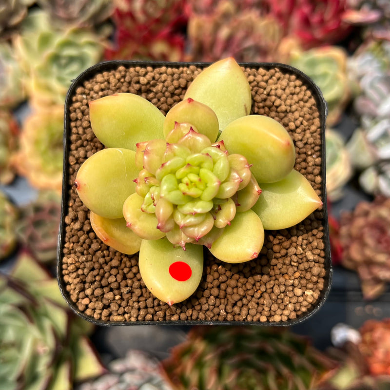 apple blossom succulent Echeveria 'Apple Blossom' 2" Succulent Plant