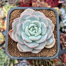 newplanty205.jpeg