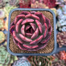 newplanty231.jpeg