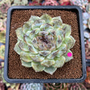 Echeveria 'Black Queen' x 'Albicans' Hybrid 3" Flower Village Original Hybrid Succulent Plant