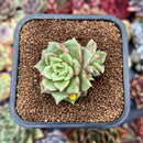 newplanty246.jpeg