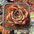 newplanty319.jpeg