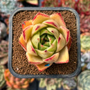 newplanty325.jpeg