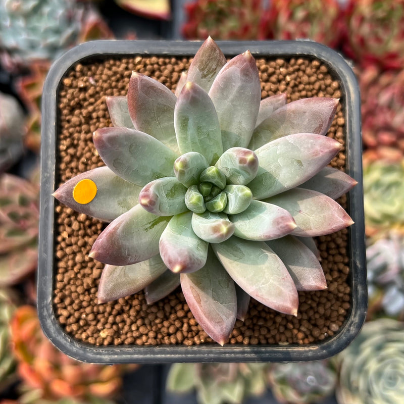 pachyphytum compactum succulent Pachyphytum Compactum 'Glaucum' 2" Succulent Plant