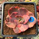 newplanty354.jpeg