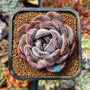 newplanty366.jpeg