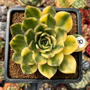 Echeveria Agavoides 'Ramses' Variegated 3"-4" Succulent Plant