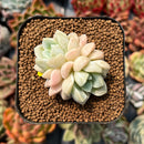 newplanty53.jpeg
