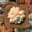 newplanty54.jpeg