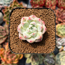 Echeveria 'Xishi' 2" Succulent Plant
