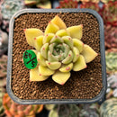 newplanty78.jpeg
