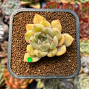 newplanty80.jpeg