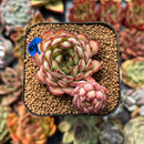 newplanty82.jpeg