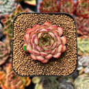 newplanty83.jpeg