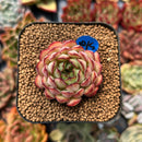 newplanty85.jpeg