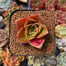 newplanty8.jpeg
