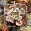 newplanty97.jpeg