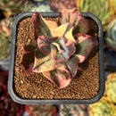 newsuccyplant108.jpeg