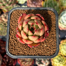 newsuccyplant10.jpeg