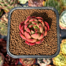 newsuccyplant11.jpeg