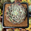 newsuccyplant122.jpeg