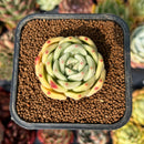 newsuccyplant12.jpeg