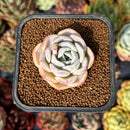 newsuccyplant13.jpeg