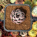 newsuccyplant14.jpeg