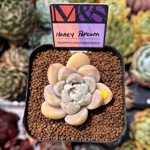 popcorn plant succulent Echeveria 'Honey Popcorn' 2" Mam&Sister Farm Original Japanese Hybrid Succulent Plant