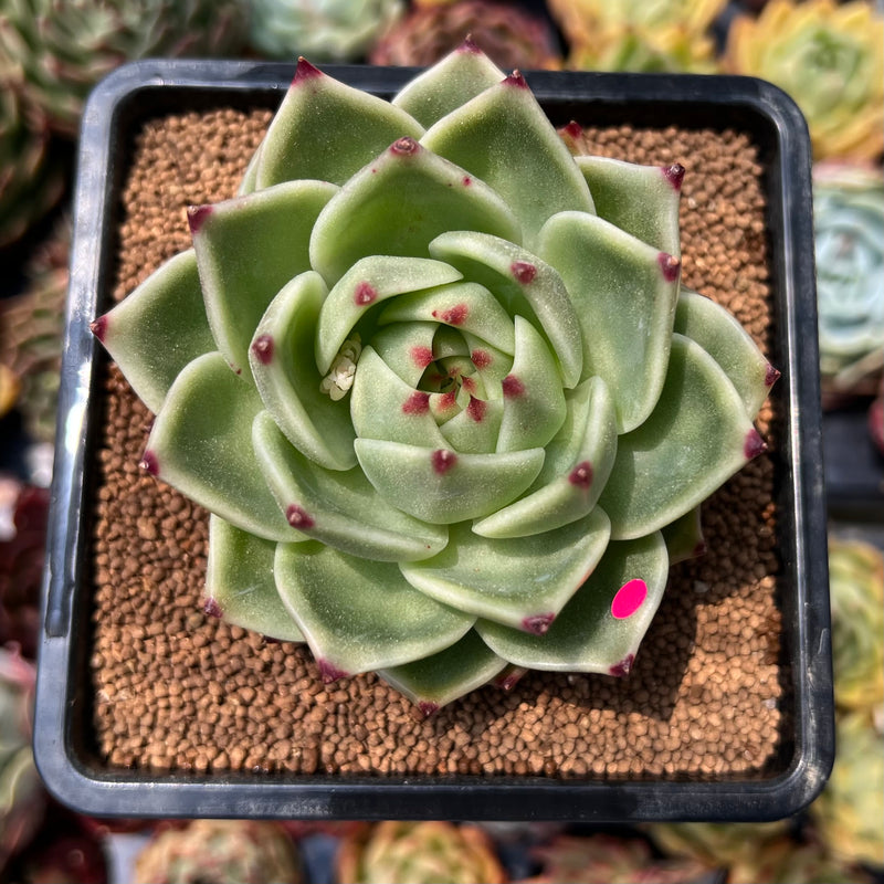 succulent dragon Echeveria 'Blue Dragon' 3" Succulent Plant – True Succulents Plant Co