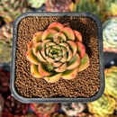 newsuccyplant16.jpeg