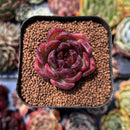 newsuccyplant171.jpeg