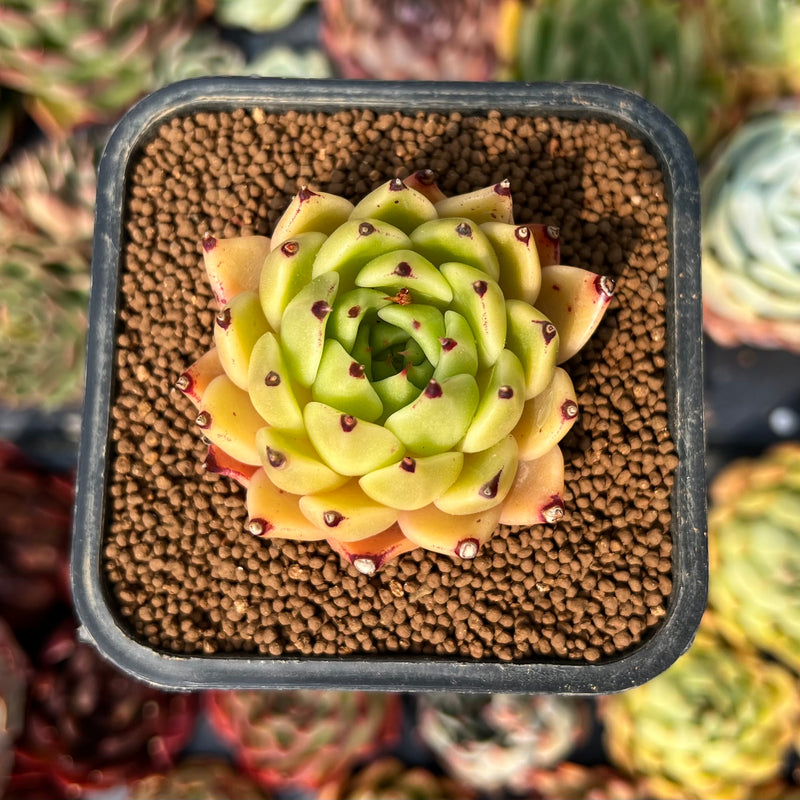 Echeveria 'Sarabony' x ' Zaragoza' Hybrid 2