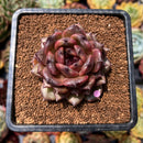 newsuccyplant194.jpeg
