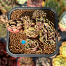 newsuccyplant19.jpeg