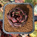 newsuccyplant1.jpeg