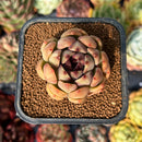 newsuccyplant20.jpeg