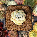 newsuccyplant22.jpeg