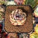 newsuccyplant23.jpeg