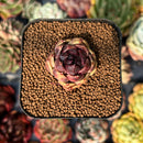 newsuccyplant24.jpeg