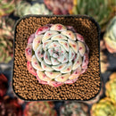newsuccyplant25.jpeg