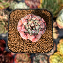 newsuccyplant26.jpeg