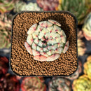 newsuccyplant29.jpeg