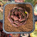 newsuccyplant2.jpeg